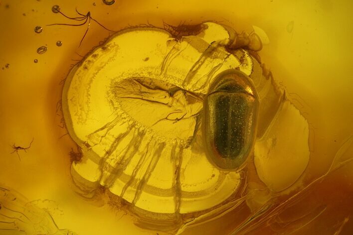 Detailed Fossil Beetle (Coleoptera) In Baltic Amber #135061
